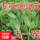 【農家菜園】白長(cháng)茄子貝貝南瓜番茄重慶香菜天津青麻葉養生薺薺菜 無(wú)須豌豆種子正品約50粒1包