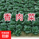 【原裝正品】四季香肉菜種子耐寒耐熱春秋四季播種青菜蔬菜種子 香肉菜種子 1包約1000粒