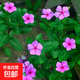 長(cháng)春花日日春四季播垂吊花種子四季種易活夏播秋播冬播綠植花卉 長(cháng)春花（粉色）種子 128粒+肥