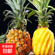 廣東湛江徐聞縣原產(chǎn)地新鮮菠蘿現(xiàn)摘現(xiàn)發(fā)  當季生鮮 【1個裝】凈重1.3斤-1.5斤