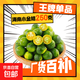 海南青金桔新鮮小金桔 250g小果（5g-10g）