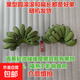 【拇指蕉】正宗廣西小米蕉茹果薄皮雞蕉新鮮酸甜可口新鮮水果 帶箱1斤（青果發(fā)貨）