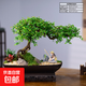自然空間造型飄枝榆樹(shù)盆栽老樁室內綠植客廳書(shū)房桌面陽(yáng)臺榔榆?chē)L(fēng) 絡(luò )黑飄枝榆樹(shù)+漁翁+250長(cháng)方座