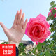 月季特大花濃香花苗老樁大苗大花特大月季花盆栽四季玫瑰花樹苗 粉扇【特大花濃香】