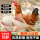 散養(yǎng)小公雞 童子雞新鮮冷凍土雞小公雞雞肉生鮮整只 小公雞800-900g/只*2只
