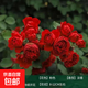 買一送一月季大苗爬藤四季開花庭院藤大花爬墻植物花卉薔薇花玫瑰 買一送一：費洛倫蒂娜【爬藤大花】店家推薦 1.5-1.7米大苗庭院爬墻首選