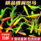 【大號(hào)蝶翼長(zhǎng)尾斑馬魚(yú)】好養(yǎng)耐活熱帶淡水大翡翠綠龍鳳耐熱觀賞魚(yú) 五色蝶翼斑馬3-4厘米10送2
