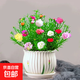太陽花花苗好養(yǎng)易活 重瓣老樁大花 盆栽室內(nèi)陽臺花卉綠植 帶花苞 混色20棵【重瓣大花】+郁金香陶瓷