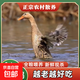 科迪爾 煲湯散養(yǎng)農(nóng)家老鴨子 5.5-6斤/只冷凍生鮮烤鴨食材土鴨燒烤 4年散養(yǎng)老鴨【凈重5.5-6斤】 1只
