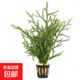 綠菊水草植物真草蜈蚣草綠植凈化水質(zhì)陰性增氧水草懶人魚(yú)缸造景 麓角茸一杯