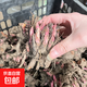 重瓣大花芍藥花苗帶芽根塊四季花卉多年生陽(yáng)臺(tái)庭院芍藥花戶外盆栽 1紅魅【5－8芽】根塊8-13cm 不含盆