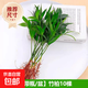 驅(qū)蚊竹柏水培植物大棵室內(nèi)水養(yǎng)綠植花卉盆栽辦公室桌面驅(qū)蚊草好養(yǎng) 精選竹柏10棵+肥料