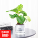 北歐早安盆綠植盆栽自動吸水盆桌面盆栽好養(yǎng)耐活四季常青花卉植物 青蘋果竹芋 北歐早安盆/口徑10CM