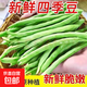 新鮮現(xiàn)摘四季豆角農(nóng)家蔬菜九月青油豆角整箱蔬菜生鮮源頭直發(fā) 云南四季豆新鮮現(xiàn)摘【凈重1斤】