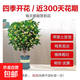 桂花樹(shù)苗庭院嫁接桂花盆栽室內綠植濃香型盆景四季桂花樹(shù)植物好養 主圖款-6年高約70cm當年開(kāi)花 育苗袋