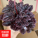 紅寶石串紅美人皺葉椒草錦水草盆栽綠植彩葉草耐陰好養(yǎng)室內(nèi)陽臺 紅寶石椒草+早安盆/送1肥料