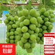高產(chǎn)量苗包結果葡萄樹(shù)苗果樹(shù)苗露天庭院陽(yáng)臺盆栽地栽葡萄苗水果苗 陽(yáng)光玫瑰0.4-0.8cm粗【2顆】