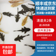 白云金絲魚活體冷水魚小型燈科草缸魚淡水魚新手闖缸魚不加溫新手好養(yǎng)易活 清道夫2條含1條備損