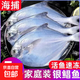 新鮮銀鯧魚 野生海捕銀鯧魚鮮活速凍冰鮮新鮮速凍鯧魚一整箱 5斤新鮮野生銀鯧魚 4-5條左右/斤