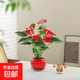 紅掌盆栽室內花卉綠植客廳陽(yáng)臺四季好養盆景辦公室桌面植物擺件花 紅掌3-5朵花+紅色陶瓷盆+底座 30cm-40cm高