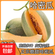 曉蜜25號爆甜哈密瓜新鮮現(xiàn)摘應(yīng)季水果西州蜜 中小果（≥500g）5斤凈重2250g