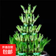 節(jié)節(jié)高富貴竹塔水培室內(nèi)植物盆栽竹子轉(zhuǎn)運開運竹發(fā)財富貴竹寶塔竹 5層竹塔【不含盆】