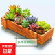 多肉植物小盆栽批發(fā)綠植花卉園藝奢華客廳套裝 【A款】12顆多肉+長木盒+營養(yǎng)土 不含盆土