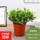 鉆石翡翠盆栽 室內(nèi)凈化空氣吸甲醛苯綠植辦公室植物花卉臥室吊蘭 110#鉆石翡翠1盆（原盆原土）][帶盆栽好]