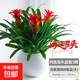 鴻運當頭盆栽大盆紅掌客廳擺放家養水培花卉植物室內花好養活四季 【3株1盆】鴻運當頭40-50cm【創(chuàng  )意圓球盆】