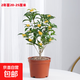 四季桂花樹(shù)苗耐寒花卉陽(yáng)臺金丹桂盆栽庭院老樁濃香型花期長(cháng) 四季桂2年苗/高30cm+肥料