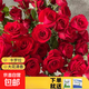 瑞典女王月季夏季耐曬灌木月季帶花苞四季開(kāi)花玫瑰大苗陽(yáng)臺庭院 卡羅拉原盆原土發(fā)貨中苗25cm左右