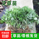 艾草苗艾葉苗盆栽驅蚊草苗艾草根陽(yáng)臺庭院苗香草艾草苗 艾葉苗3棵