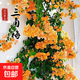 重瓣三角梅苗盆栽地栽花卉老樁室內陽(yáng)臺庭院爬藤植物四季開(kāi)花 加州黃金【花期帶花原盆原土發(fā)貨】