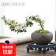 【禪意】懸崖金邊六月雪帶陶瓷盆小盆景植物辦公室內(nèi)綠植盆栽盆景 懸崖六月雪+舍得盆+方底座+苔蘚