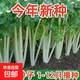 【農家菜園】白長(cháng)茄子貝貝南瓜番茄重慶香菜天津青麻葉養生薺薺菜 原裝正品白芹菜種子約4000粒1包