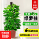 大葉綠蘿柱盆栽辦公室大型綠植物室內(nèi)除甲醛神器百搭好養(yǎng)活 新房必備【活動(dòng)款】大葉綠蘿柱1.2-1.3米原盆