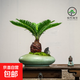 【鐵樹(shù)盆景】年宵花?室內(nèi)高檔老樁盆栽客廳好養(yǎng)辦公庭院綠植大型 諾亞方舟盆鐵樹(shù)40-50高+底座