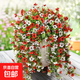 1支人造雛菊懸掛植物抗紫外線假花家居裝飾吊籃節(jié)日戶外掛仿真花 紅色 1支