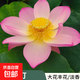 觀(guān)賞荷花蓮藕苗種藕根缸栽盆栽水養睡蓮水培植物四季開(kāi)花卉好養活 1號寶蓮燈