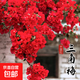 重瓣三角梅苗盆栽地栽花卉老樁室內(nèi)陽(yáng)臺(tái)庭院爬藤植物四季開花 中國(guó)紅色【花期帶花原盆原土發(fā)貨】