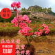 雙季映山紅樹苗當年開花毛杜鵑花苗南方北方種植抗寒抗凍映山紅苗 映山紅【5年壯苗】當年開花 不含盆