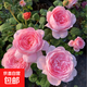 月季花苗四季開(kāi)花大花濃香型灌木月季苗庭院陽(yáng)臺盆栽地栽玫瑰花苗 瑞典女王【大花濃香，多季節開(kāi)花】 扦插小苗15-25cm高 1棵
