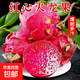 正宗廣西金都一號火龍果新鮮現摘直發(fā)超甜包郵 【9月促銷(xiāo)】2粒中小果（單果100g-200g)