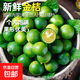 海南小金桔新鮮青檸檬青柑皮薄應(yīng)當(dāng)季奶茶店水果檸檬青桔皮薄多汁 金桔（5-10g）帶箱3斤 凈重 2.7