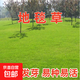 進(jìn)口草坪種子草籽矮生四季青庭院綠化四季常青護(hù)坡免修剪草種子 地毯草種子包衣 500克（更實惠）