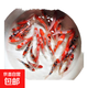 錦鯉活魚觀賞魚冷水魚淡水魚錦鯉活體魚苗錦鯉魚苗紅白錦鯉大型 紅白5條三色4條10-13cm