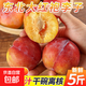東北大紅袍李子5斤3斤新鮮干碗李子大果農(nóng)家直采 重量 5斤