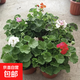 天竺葵花苗盆栽重瓣大花室內(nèi)外陽臺四季開花卉庭院好養(yǎng)易活植物 天竺葵苗混色3盆15-20cm高