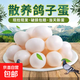 正宗農家散養新鮮散養鴿子蛋現撿現發(fā)孕婦寶寶輔食 農家谷飼?shū)澴拥啊?0枚】