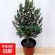 松紅梅盆栽澳洲雪梅花滿天星盆栽綠植物庭院陽臺(tái)四季開花耐寒花卉 松紅梅80cm高